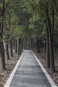 树森里的健康步道背景