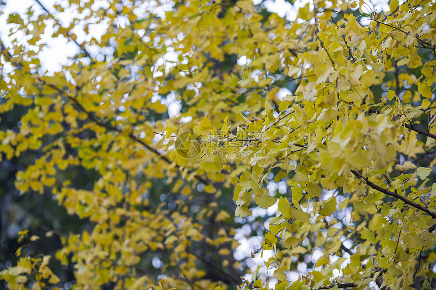 深秋初冬的银杏树图片