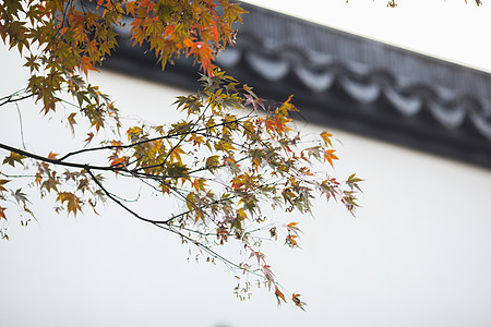 中国风的红枫树叶背景图片