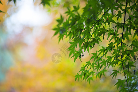 中国风的红枫树叶背景图片