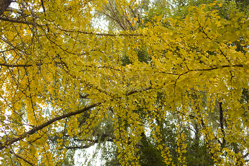 深秋初冬的银杏树图片