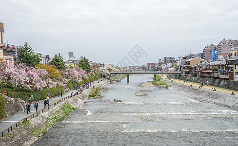 日本东京樱花季背景图片