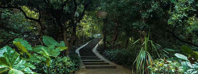 路海报森林小路背景背景