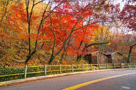 南山塔韩国首尔秋天的枫叶公园和公路背景