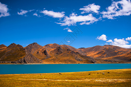 西藏圣湖西藏羊卓雍错背景