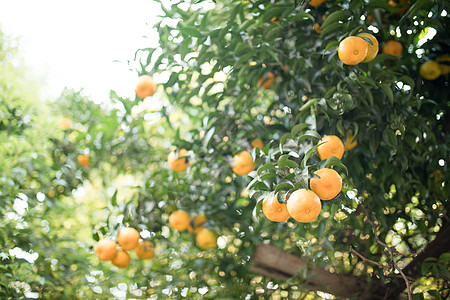 硕果累累的橘子树高清图片