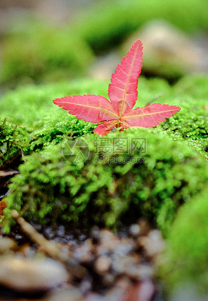 秋天绿色青苔上的一片红叶图片