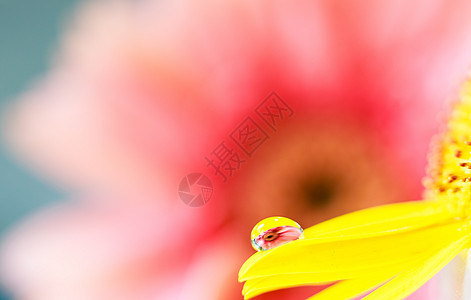 鲜花与晶莹的水滴倒影背景图片