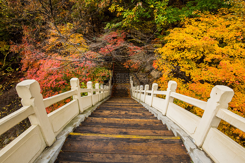 田沟桥国家森林公园桥头灿烂的枫叶图片