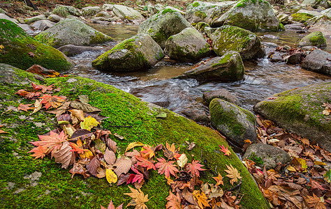 山谷溪水与红叶背景图片