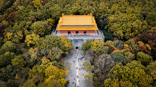 故宫银杏航拍南京明孝陵秋色背景