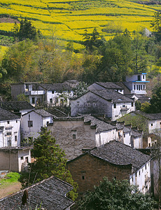 农村与城市春季皖南古村落与油菜花田背景