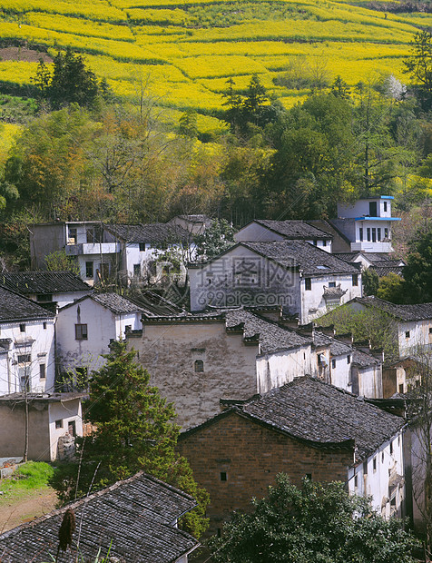 春季皖南古村落与油菜花田图片