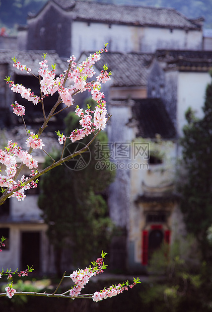 春天皖南古村桃花盛开图片