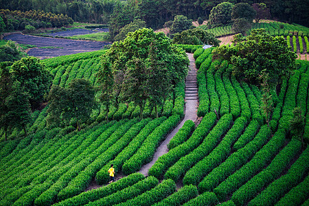 茶园生态宜居高清图片