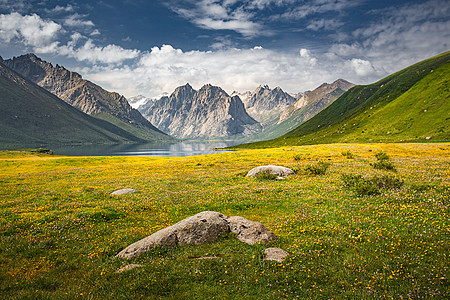 青海胡杨林青海年保玉则深山花海背景