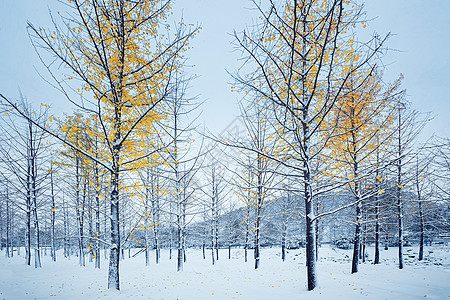 户外广告牌雪中银杏树背景