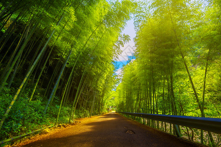 竹林深深旅游目的地竹乡高清图片