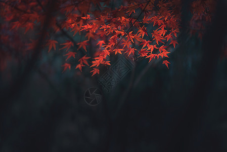 秋天枫叶情背景图片