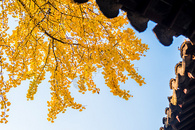 江苏南京园林秋色银杏树叶图片
