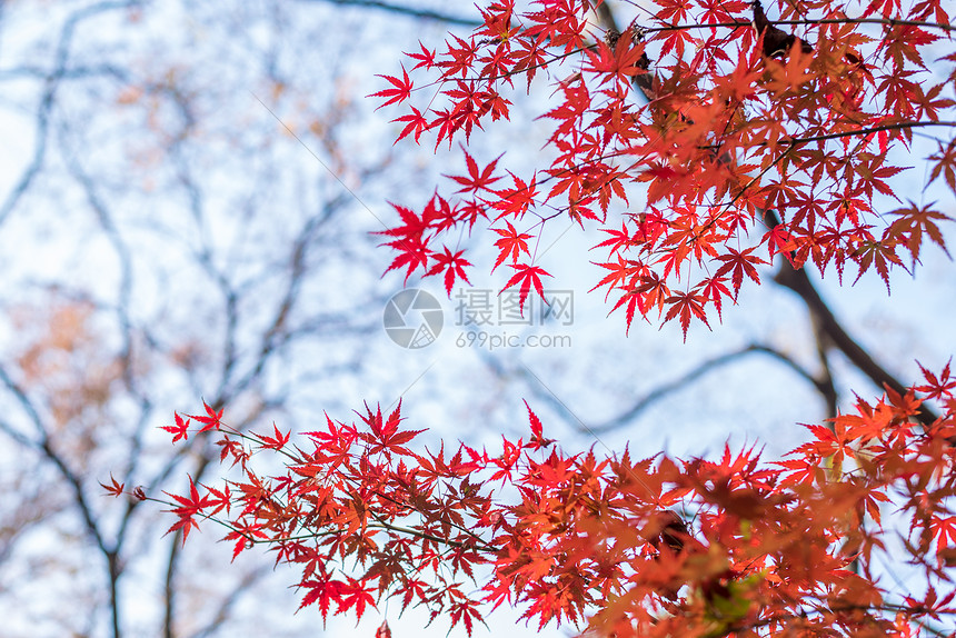 江苏南京栖霞山红叶图片