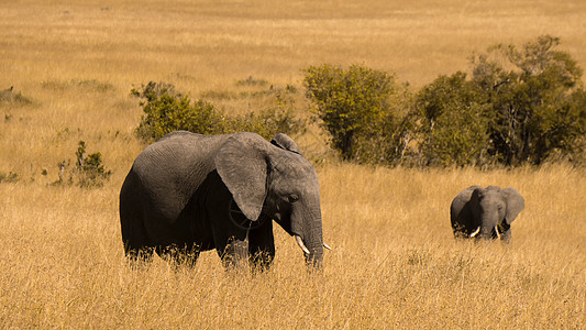 非洲肯尼亚马赛马拉的大象母子图片