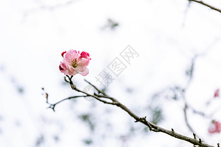 春天海棠花图片