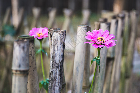 冬日小菊花背景图片