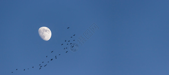 明月与大雁天空中飞翔的大雁高清图片