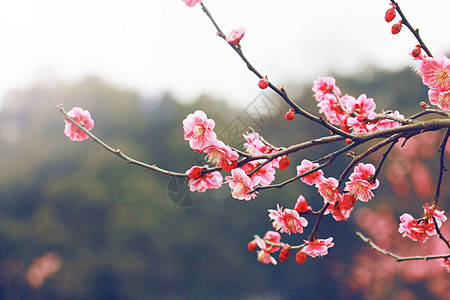 梅花香自苦寒来高清图片