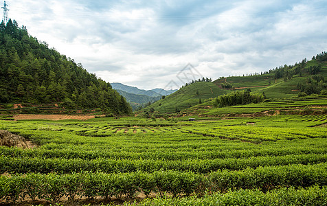 桐木关武夷山风光背景