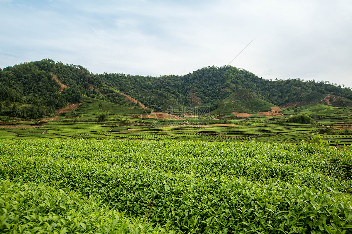松阳白茶和安吉白茶