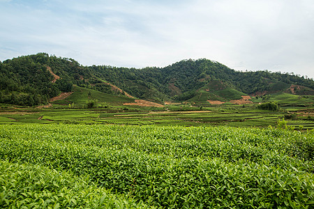 武夷山风光武夷山岩茶高清图片