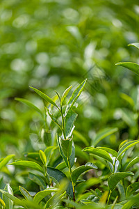 仙霞关茶叶背景