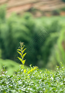 桐木关武夷山风光茶叶背景