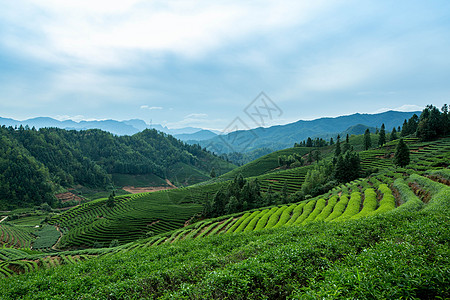 玫瑰花茶园武夷山风光茶田背景