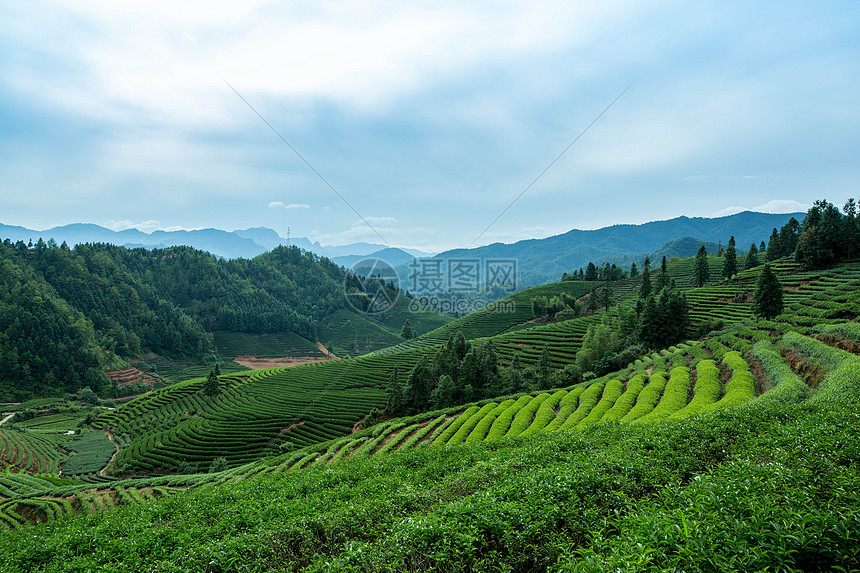 武夷山风光茶田图片