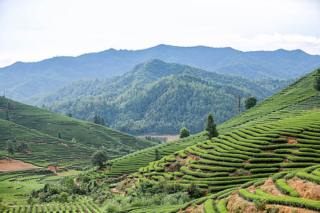 武夷山风光茶山高清图片