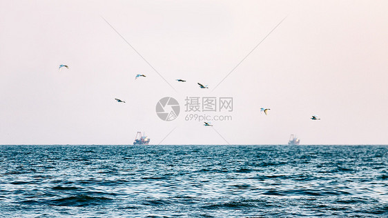 夕阳下的海边美景和海鸟图片