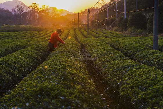 茶园秋色图片