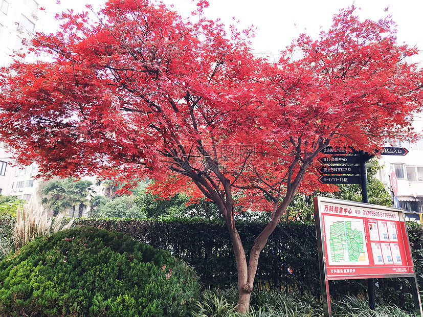 红枫叶树