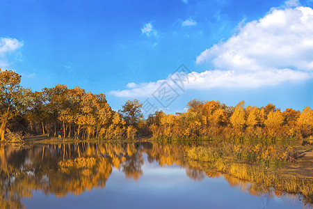 秋天湖边胡杨林背景