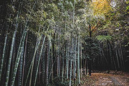 千岛湖森林氧吧竹林生南国背景