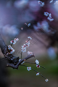 湖北武汉东湖梅园的梅花背景图片
