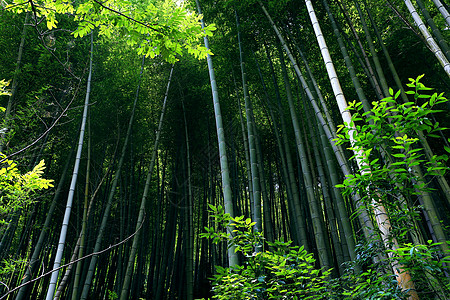 苍翠竹林竹林深处背景