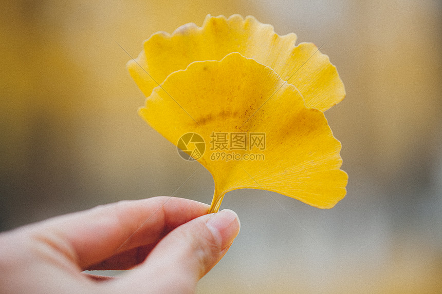 手拿银杏叶