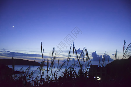 蓝色星空夜空下的芦苇背景