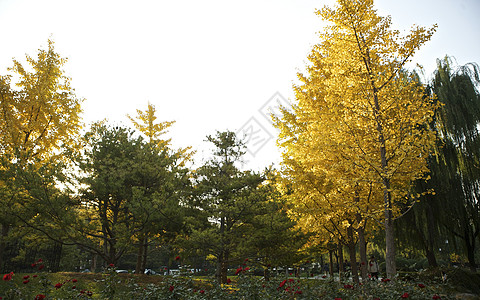 城市草坪秋冬地坛公园里的枫叶银杏树木落叶景象背景