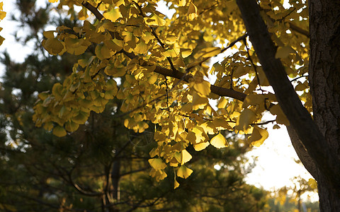 村医秋冬地坛公园里的枫叶银杏树木落叶景象背景