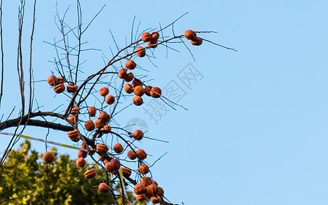 树上秋季的柿子等着秋收高清图片